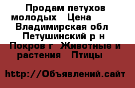 Продам петухов молодых › Цена ­ 500 - Владимирская обл., Петушинский р-н, Покров г. Животные и растения » Птицы   